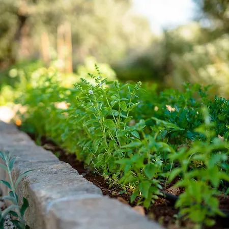 Trulli Ad Maiora Βίλα Αλμπερομπέλο
