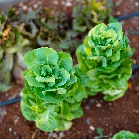 Trulli Ad Maiora Villa Alberobello